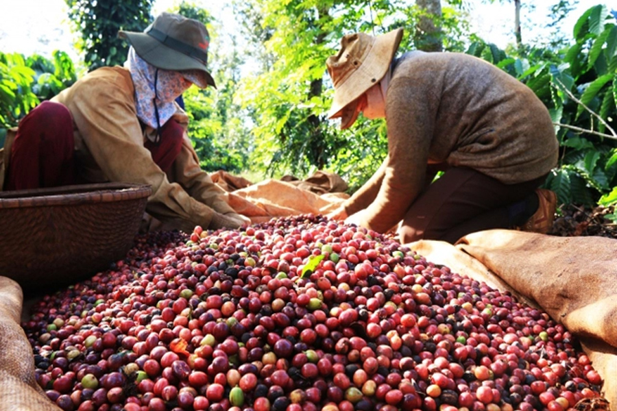 Nông lâm sản Việt trước thách thức quy định chống phá rừng của EU