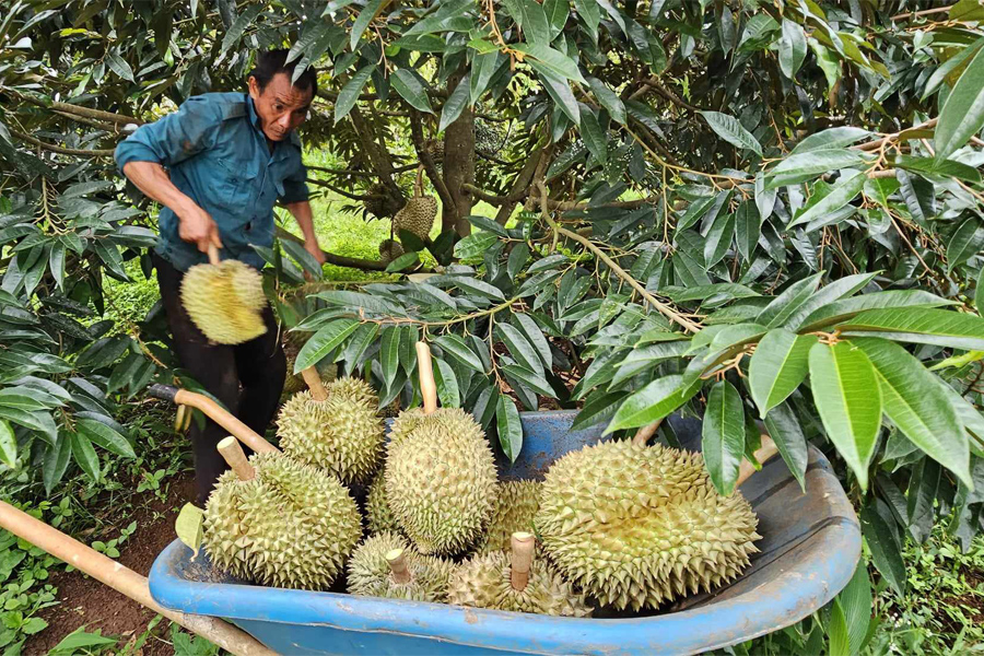 Sầu riêng hết mùa xuất khẩu rau quả tháng 11 giảm mạnh