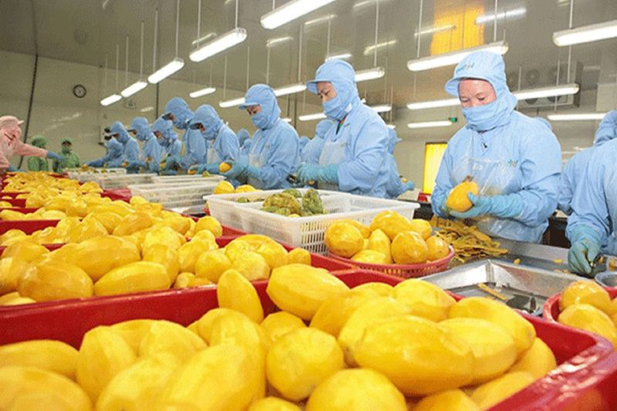 Sầu riêng hết mùa xuất khẩu rau quả tháng 11 giảm mạnh