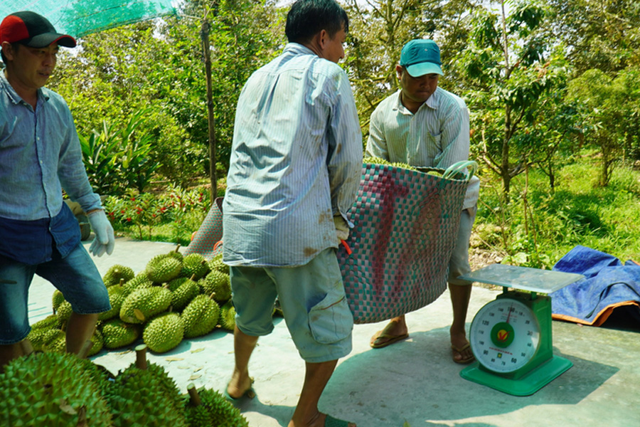 Sầu riêng mua tại vườn có giá lên đến 125.000 đồng/kg