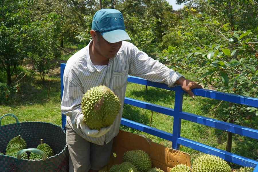 Thương lái vào tận vườn tranh mua sầu riêng trái mùa