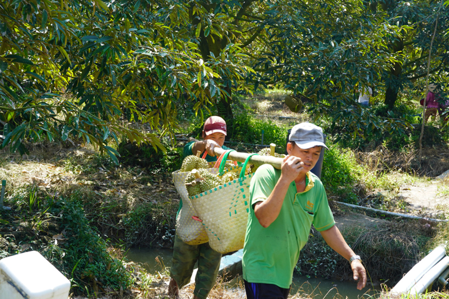 Thương lái vào tận vườn tranh mua sầu riêng trái mùa
