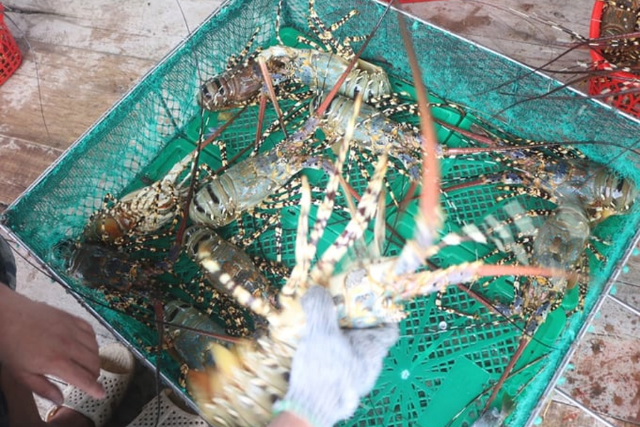 Tôm hùm bông gặp khó khi xuất khẩu sang Trung Quốc