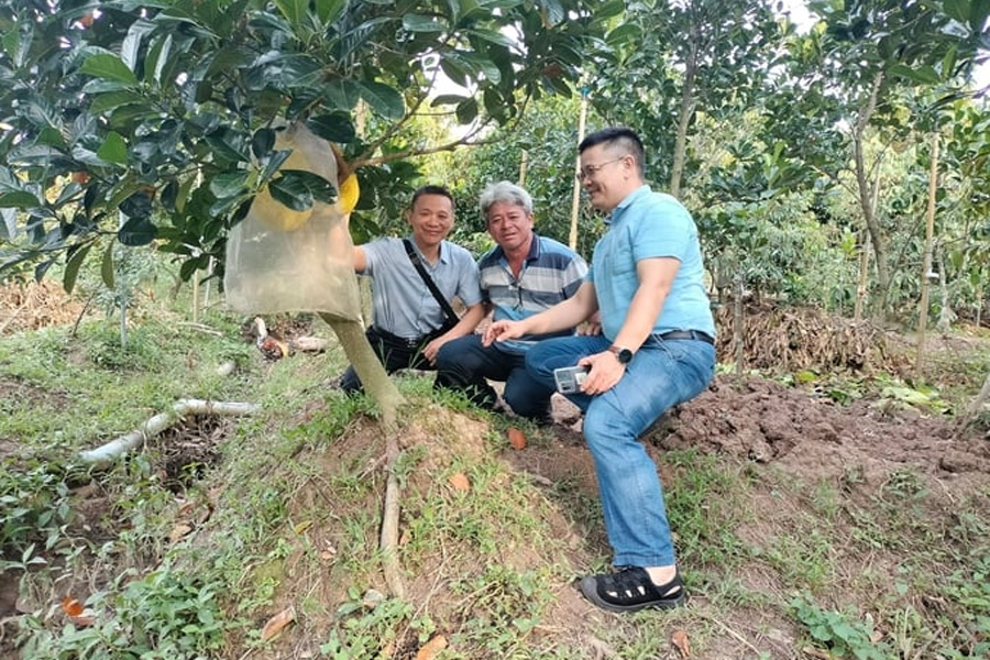 Trung Quốc tăng mua mít ruột đỏ sốt giá