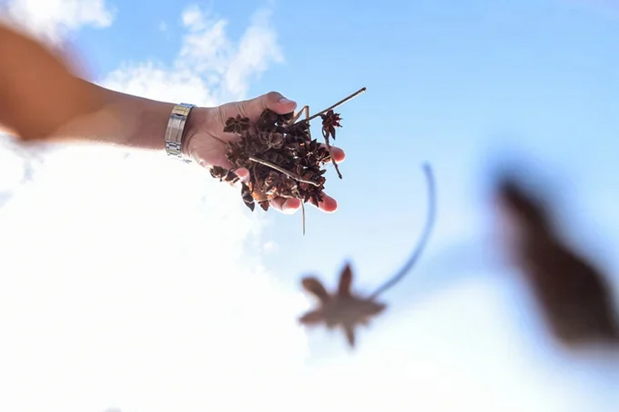 Ngành gia vị có thể thu 2 tỷ USD nếu truy xuất nguồn gốc rõ ràng