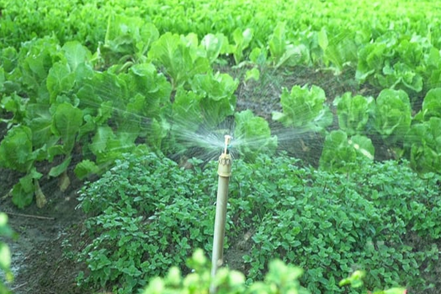 Tưới nước tự động cho rau màu - Nông dân vừa giàu vừa khỏe