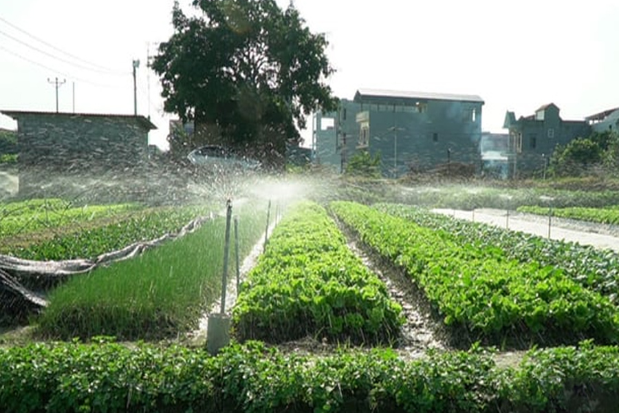 Tưới nước tự động cho rau màu - Nông dân vừa giàu vừa khỏe
