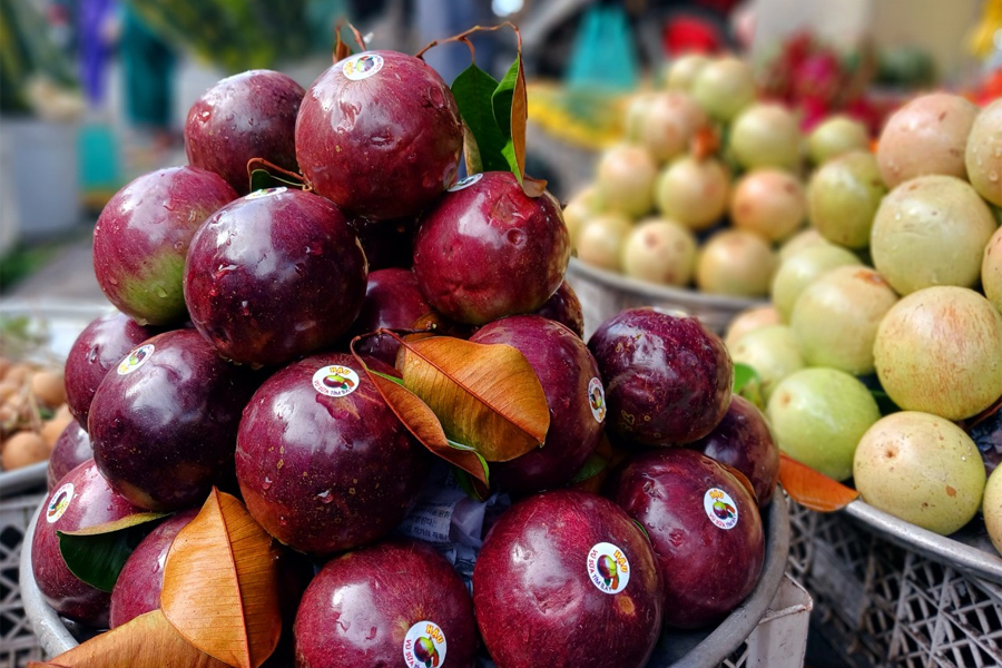 Vú sữa tím đầu mùa giá tăng vọt