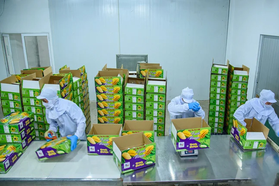 Xoài Đồng Tháp xuất đi hơn 10 nước