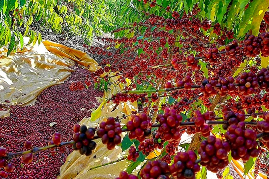 Xử lý nghiêm trường hợp bán cà phê non