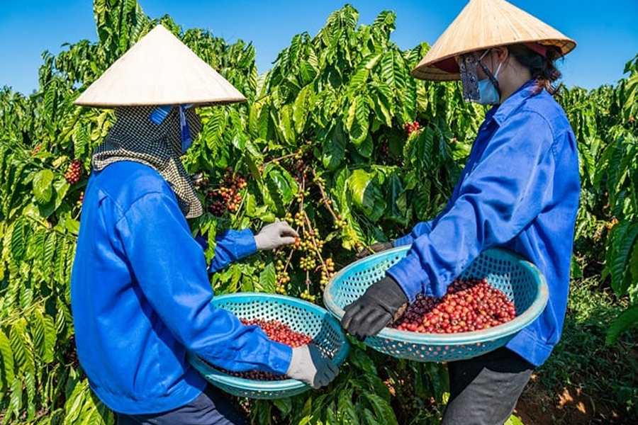 Xử lý nghiêm trường hợp bán cà phê non