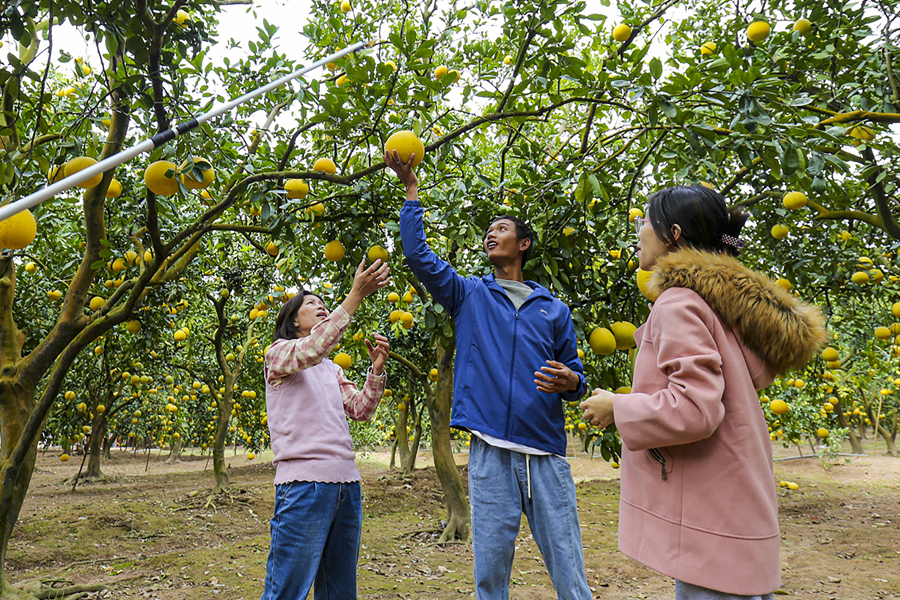 Xuất khẩu bưởi ở Miền Bắc rục rịch vào mùa
