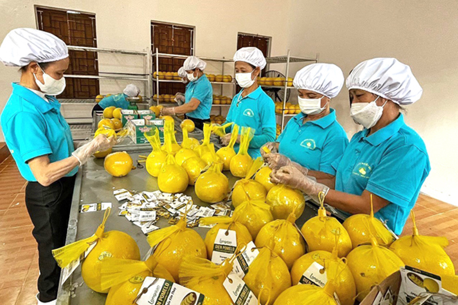 Xuất khẩu bưởi ở Miền Bắc rục rịch vào mùa