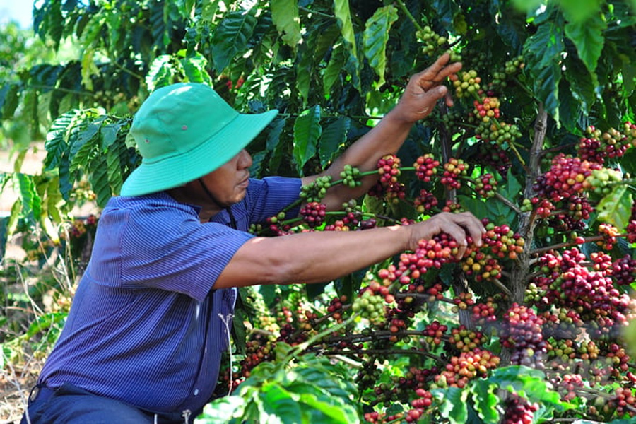 Cà phê hữu cơ thu đúng độ chín, giá cao gấp đôi