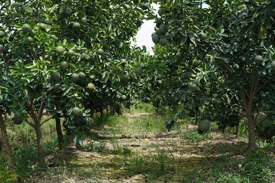 Cam sành Vĩnh Long lại rớt giá chỉ 2.000 đồng/kg