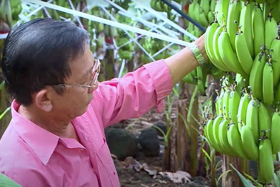 Chuối Việt Nam tăng thị phần ở Trung Quốc