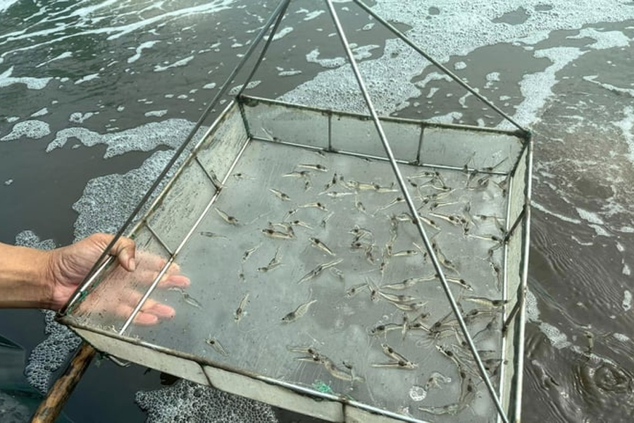 Dịch bệnh trên tôm diễn biến phức tạp