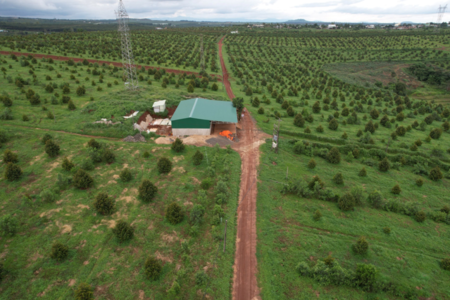 Diện tích sầu riêng tăng nhanh nhưng liên kết lỏng lẻo