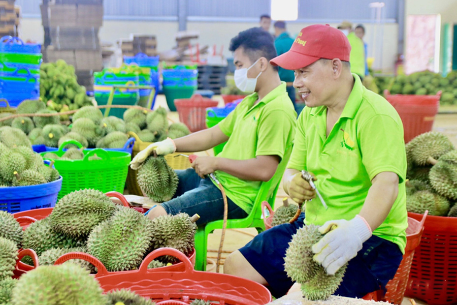 Diện tích sầu riêng tăng nhanh nhưng liên kết lỏng lẻo