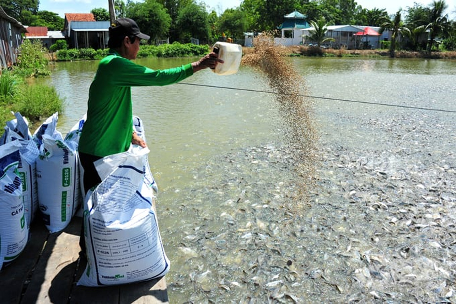 Dự báo sản lượng cá tra năm 2024 tăng 2.8%