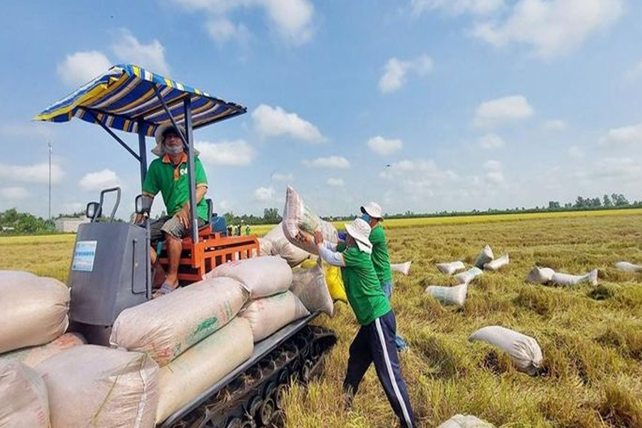 Gạo Việt chiếm 40% thị phần tại thị trường Trung Quốc