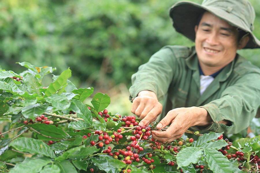 Giá cà phê lên cao kỷ lục, liệu cà phê Việt có trở nên “lấp lánh”?