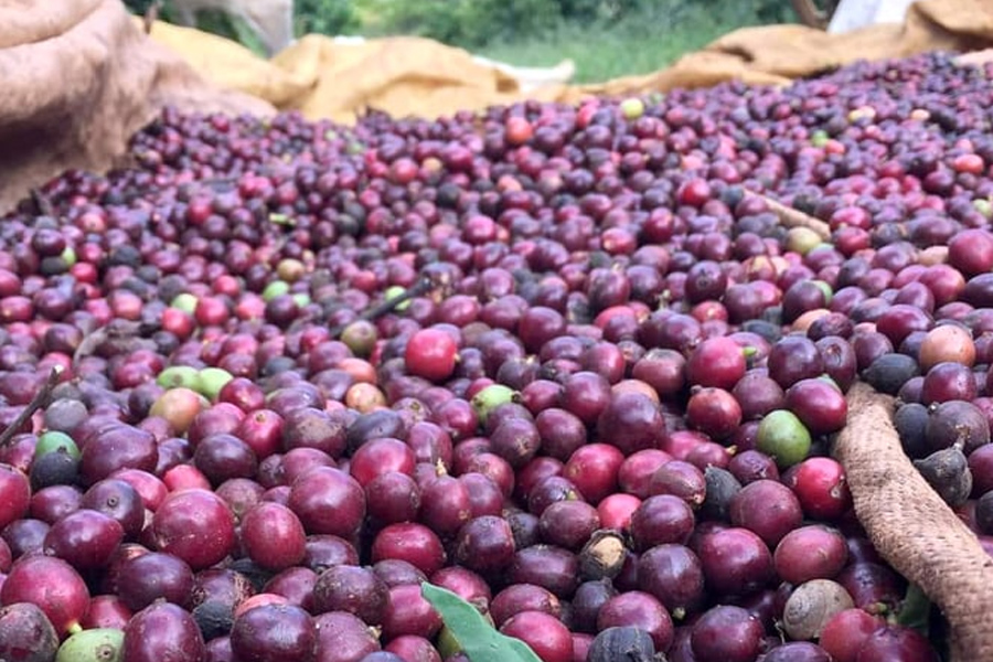 Giá cà phê nhân Việt Nam có thể cao nhất thế giới năm 2024