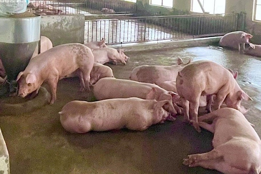 Giá heo hơi chạm đáy - người nuôi lỗ nặng