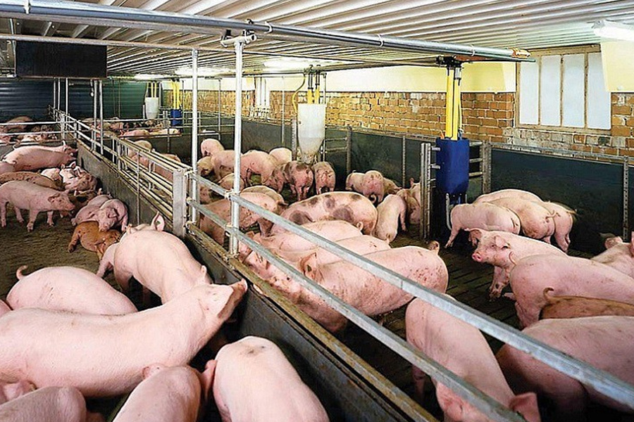 Giá heo hơi chạm đáy - người nuôi lỗ nặng
