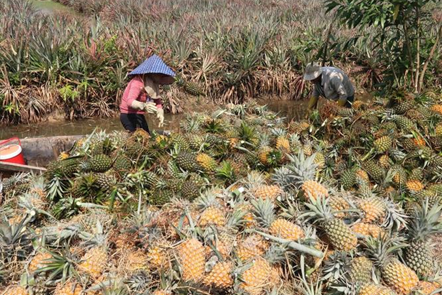 Giá khóm Đồng Tháp Mười tăng mạnh, nông dân lãi cao