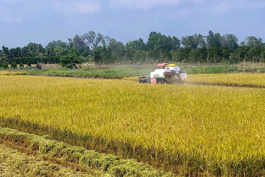 Giá lúa tươi tại miền Tây tăng cao kỷ lục