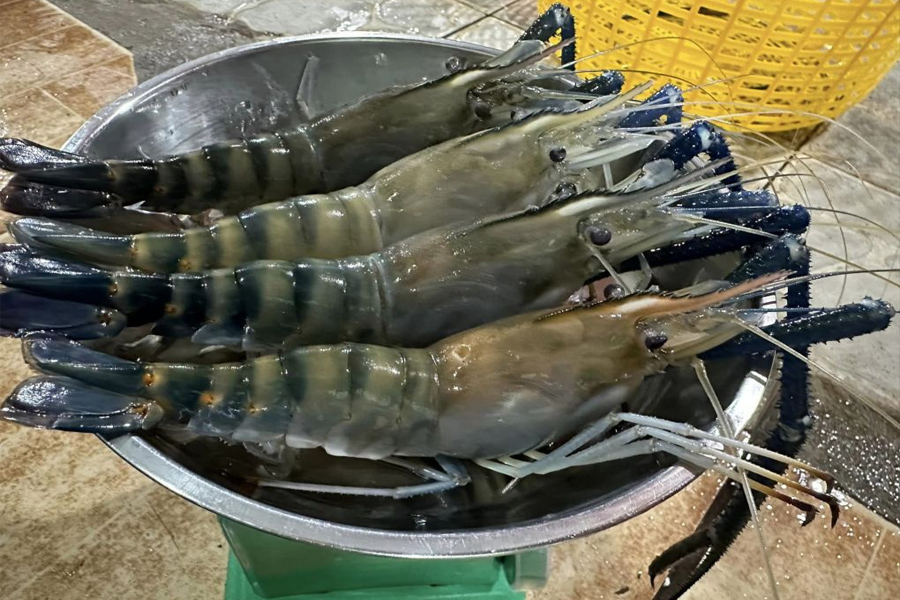 Giá tôm càng xanh giảm mạnh dịp cuối năm