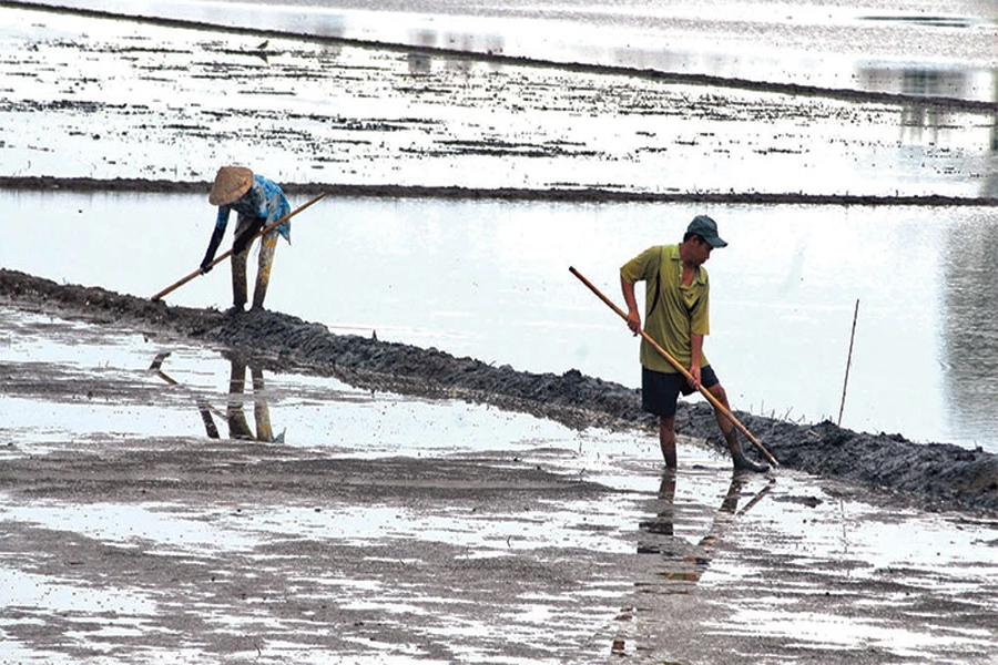 Gieo sạ vụ lúa Đông - Xuân sớm nhằm hạn chế mặn xâm nhập