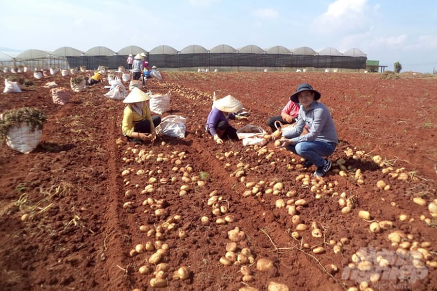 Năng suất khoai tây tăng vọt nhờ giống mới và kỹ thuật mới giúp