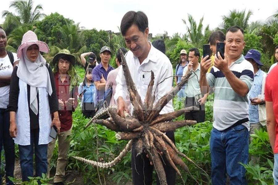 Ngành chế biến tinh bột khoai mì: “Khát” nguyên liệu