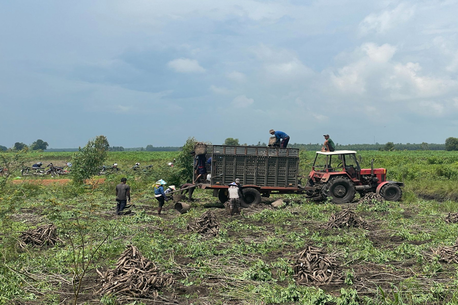 Ngành chế biến tinh bột khoai mì: “Khát” nguyên liệu