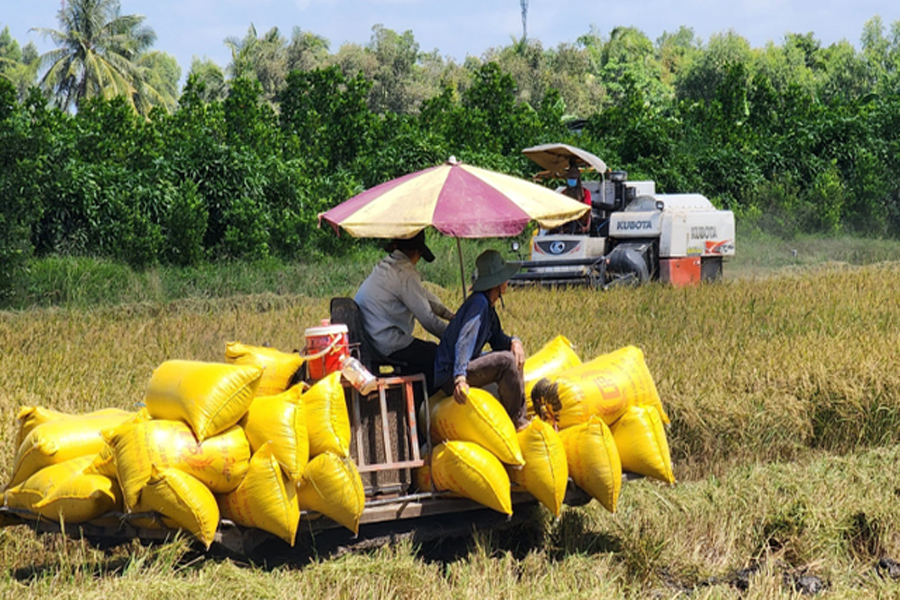 Ngành lúa gạo chuyển hướng đi