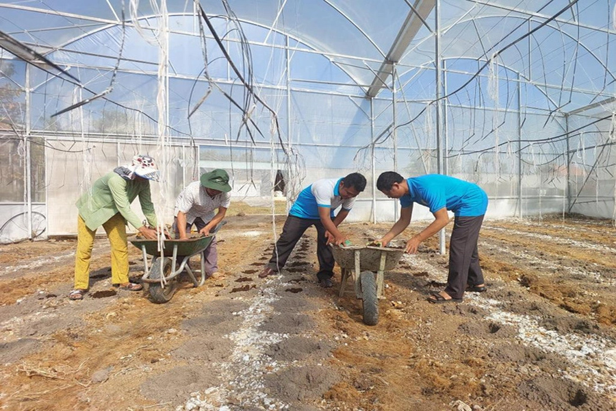 Nông dân Bình Phước tất bật chuẩn bị nông sản phục vụ thị trường Tết