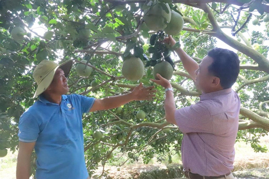 Nông dân Bình Phước tất bật chuẩn bị nông sản phục vụ thị trường Tết