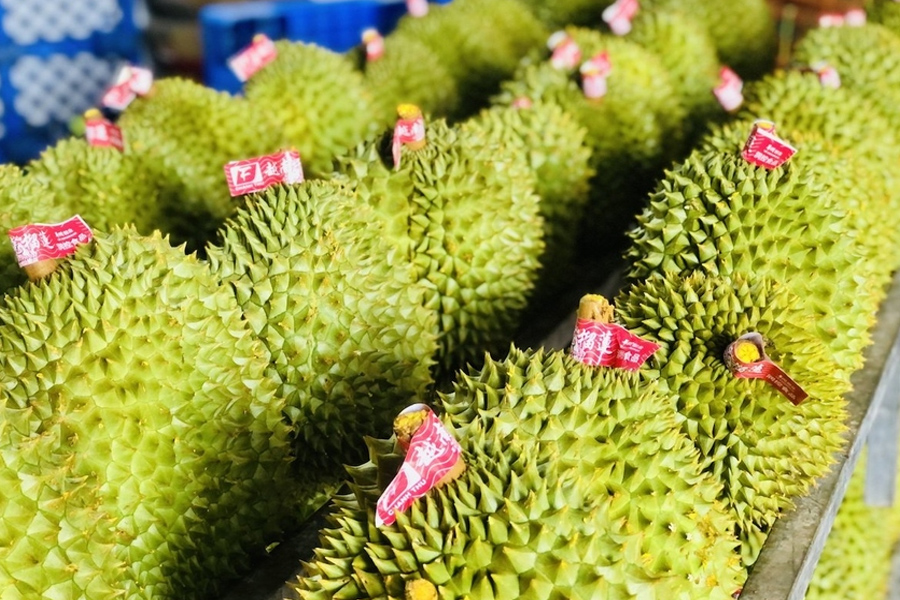 Thêm nhiều nước nhập khẩu sầu riêng Việt Nam