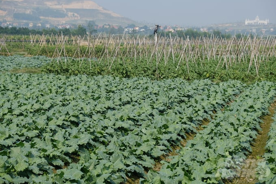 Trên 90% hạt giống rau, hoa được Việt Nam nhập khẩu mỗi năm