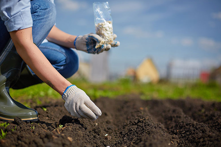 Trên 90% hạt giống rau, hoa được Việt Nam nhập khẩu mỗi năm