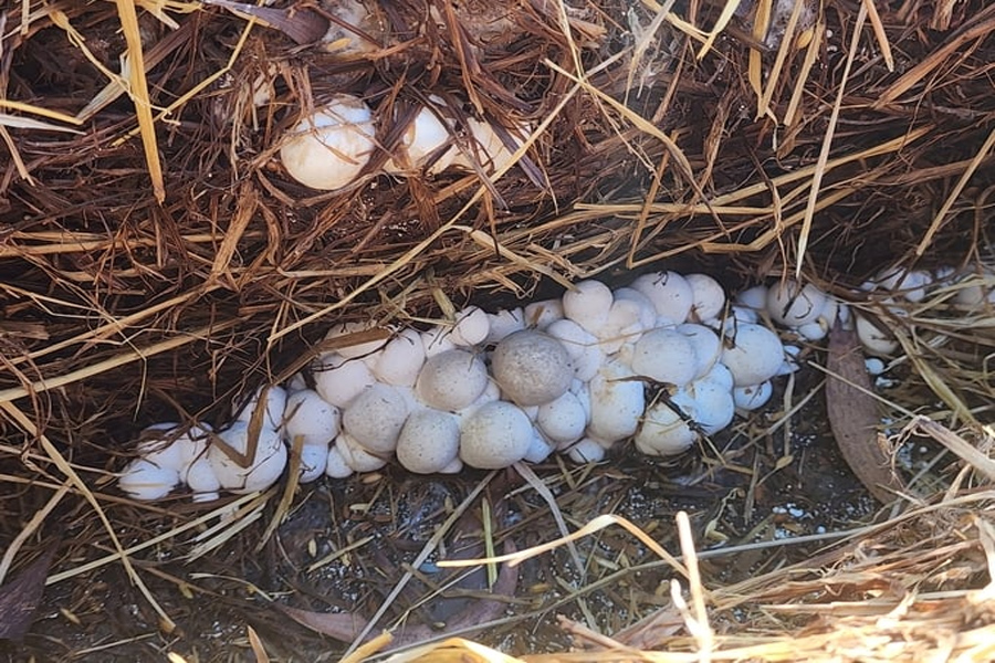 Trồng nấm rơm doanh thu hơn 50 triệu đồng/tháng/ha