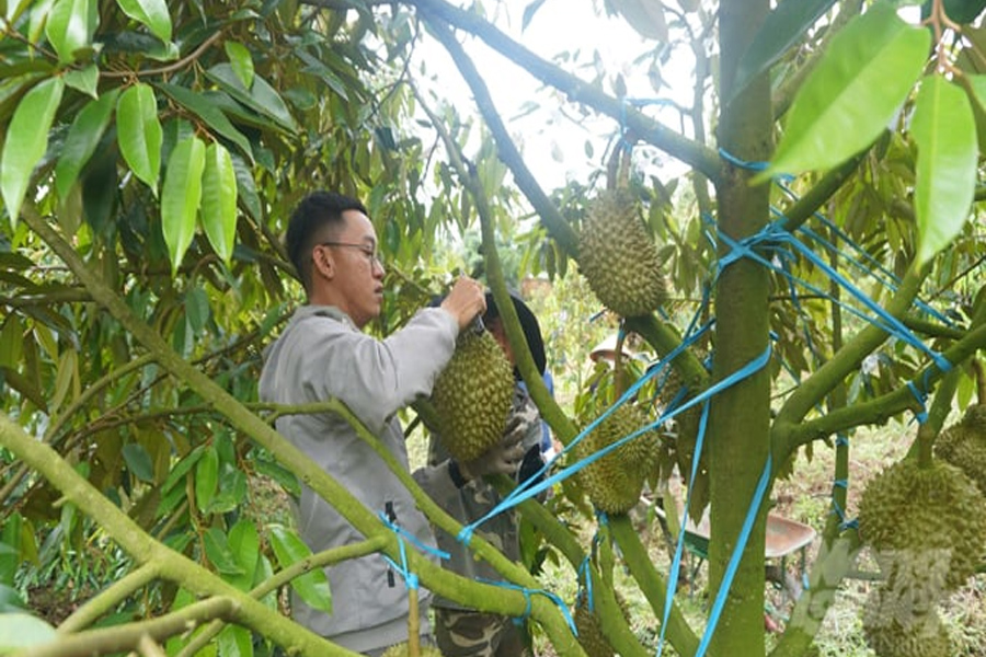 Trung Quốc chi gần 2 tỷ USD nhập khẩu sầu riêng Việt Nam