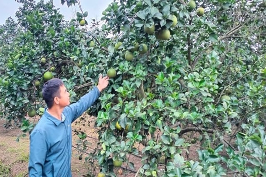 Tưới tự động cho cây ăn quả tăng 10-15% thu nhập