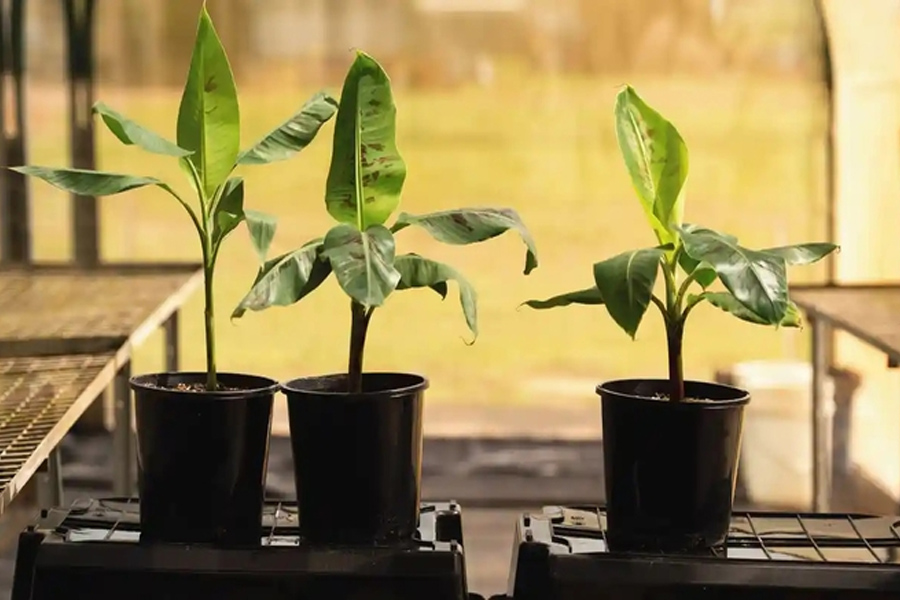 Úc lai tạo thành công chuối biến đổi gene đầu tiên trên thế giới
