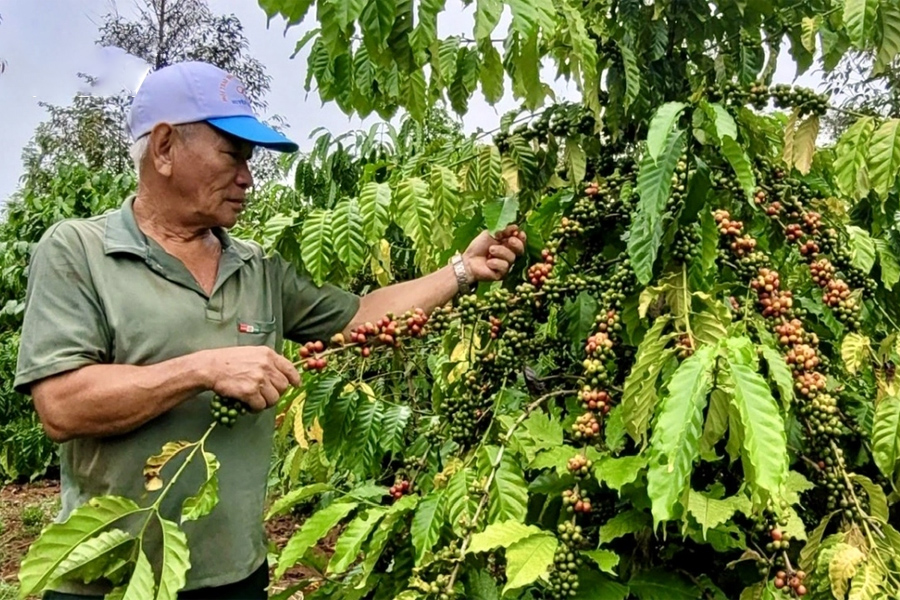 Xuất khẩu cà phê có thể đạt 5 tỷ USD năm 2024