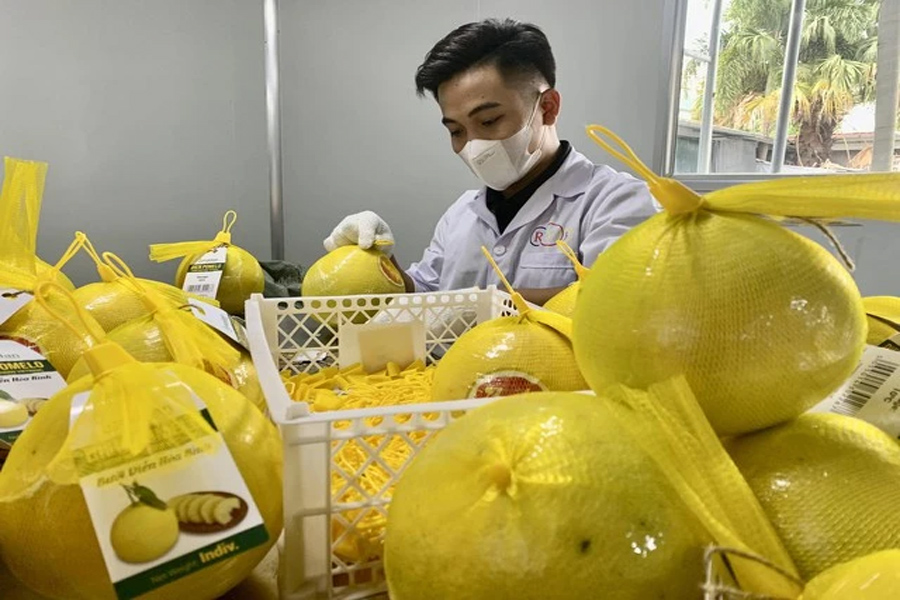 Xuất khẩu gạo, rau quả tăng vọt nhưng tăng trưởng ngành nông nghiệp vẫn giảm