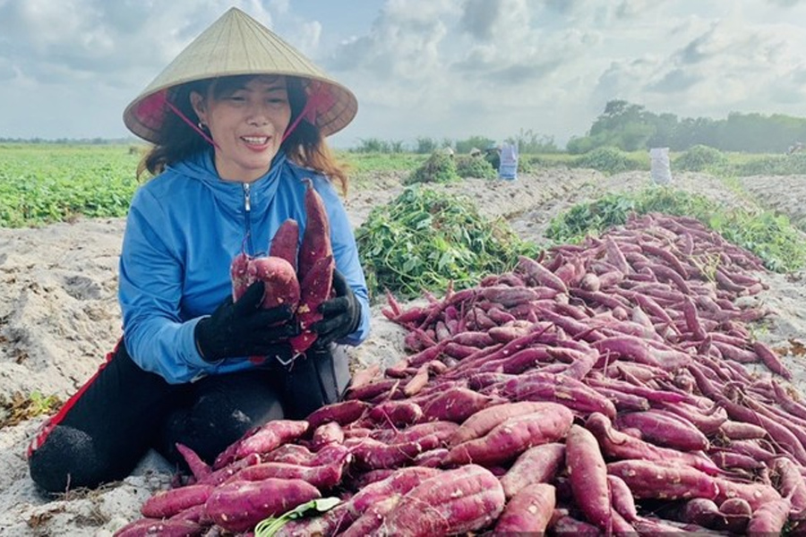 Xuất khẩu khoai lang và ớt sang Trung Quốc tăng mạnh