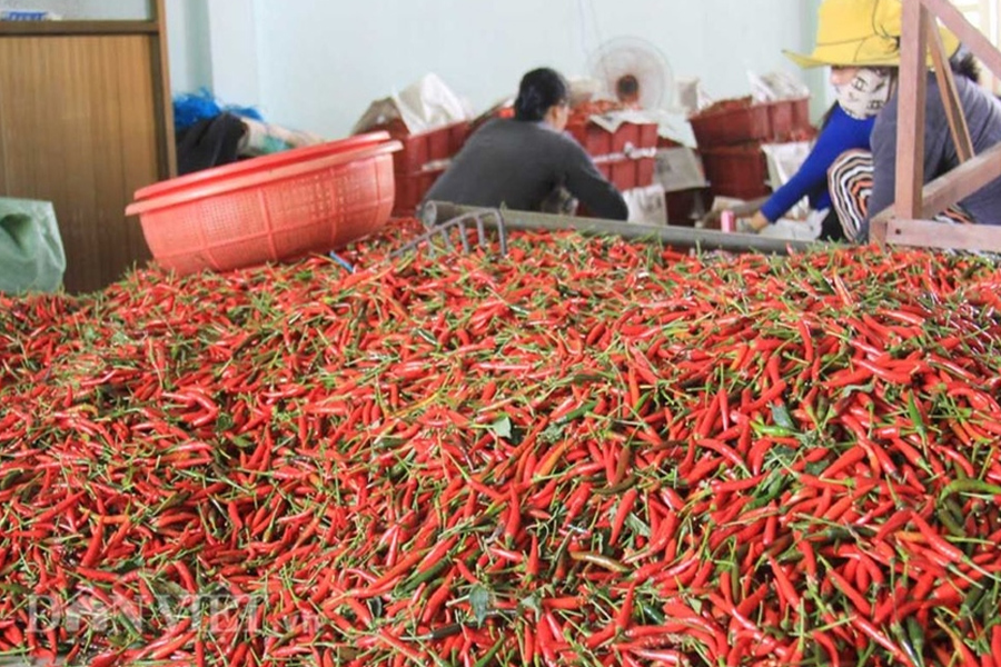 Xuất khẩu khoai lang và ớt sang Trung Quốc tăng mạnh